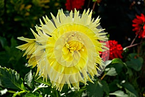 Yellow Dahlia Cactus mix hybrid flower as a background growing in summer cottage garden