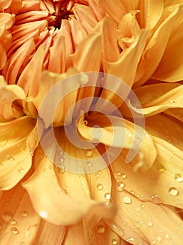 Yellow dahlia with drops of water