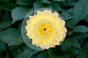 Yellow Dahlia Figaro