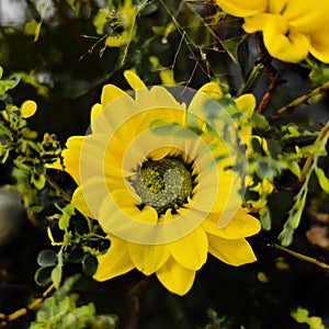 Yellow dahlia fine art flower photoraphy