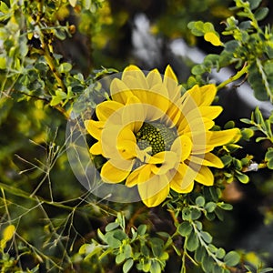 Yellow dahlia fine art flower photoraphy