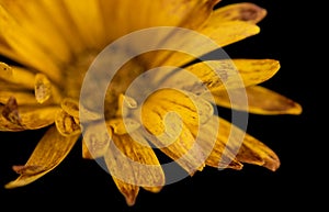 Yellow Dahlia flower abstract