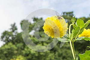 Yellow Dahlia flower and bee feeding