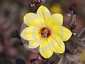 A yellow dahlia flower with a bee on it