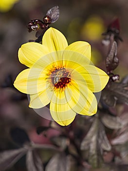 A yellow dahlia flower with a bee on it