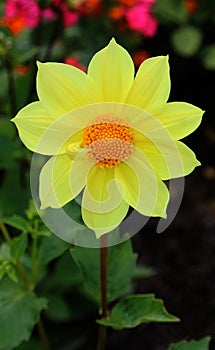 Yellow dahlia flower in bloom close-up view