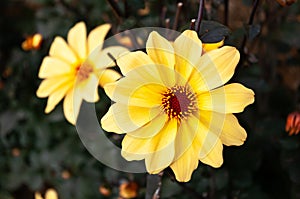 Yellow dahlia flower and bokeh