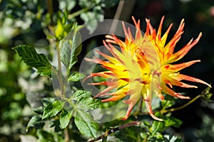 Yellow dahlia flower with orange endings against green leaves