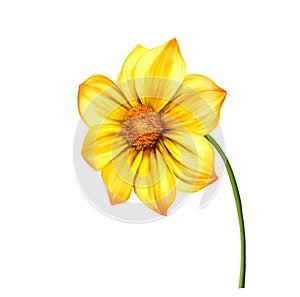 Yellow Dahlia flower, Spring flower.Isolated on