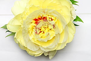 Yellow Dahlia Flower with White Background