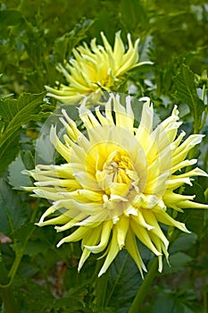 Yellow dahlia flowers
