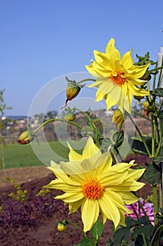 Yellow dahlia flowers