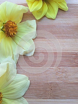 Yellow dahlia flowers border on wooden background