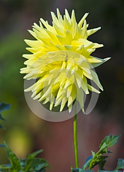 Yellow dahlia flowers closeup in the garden