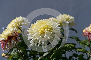 Yellow Dahlia Flowers in a flower pot