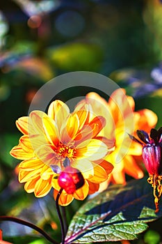 Yellow dahlia in the garden. Beautiful flower with colored blossom