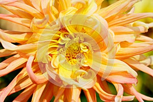 Yellow Dahlia Macro