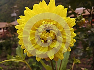 Yellow Dahlia National Flower of Maxico Nature Beautyful indian flower Gardening