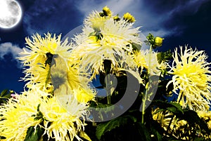 Yellow Dahlia in night