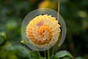 Yellow Dahlia Sunny Boy Pom Pom