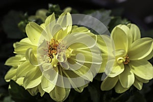 Yellow Dahlias