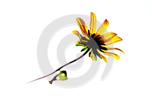 Yellow daisey wildflower