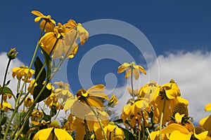 Yellow daisies