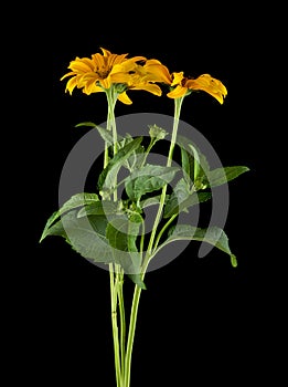 Yellow daisies on a black background