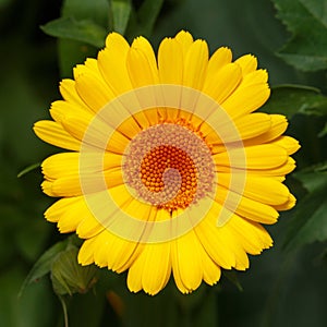 Yellow daisies blooming in the flower bed