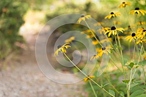 Yellow daisies blooming beside a garden pathway with warm sunlight in background