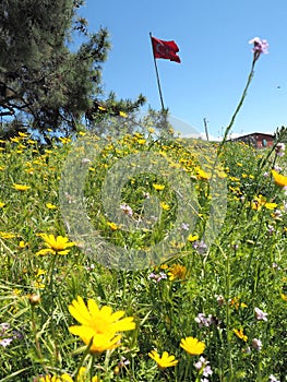 Yellow daisies blooming on green grass and Turkish flag in the background