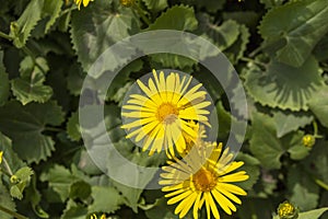 Yellow daisies. Blooming white daisies in the garden