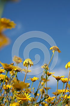 Yellow daisies and blue sky