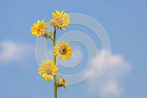 The Yellow Daisies of a Compass Plant Reach into the Blue Sky