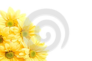 Yellow daisies corner photo