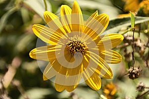 A yellow daisies. Dimorphotheca sinuata