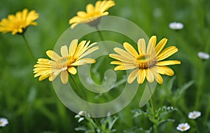 Yellow daisies in the green grass, shallow depth of field