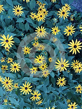 Yellow daisies and leafes