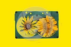Yellow daisies on a old casset