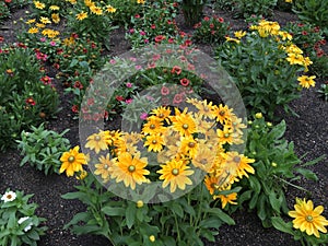 Yellow daisies in summertime