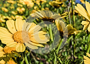 Yellow daisies in the sun