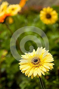 Yellow Daisy