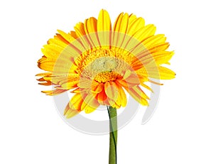 Yellow daisy