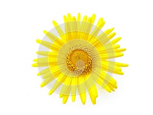 Yellow daisy photo