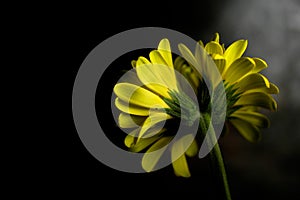 Yellow Daisy