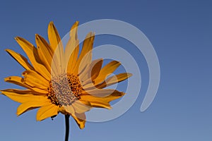 Yellow daisy against blue sky