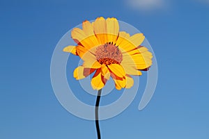 Yellow daisy against a blue sky