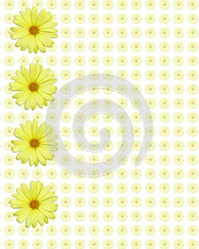 Yellow daisy background