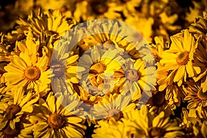 yellow daisy background