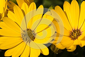 Yellow daisy background. Botanical concept